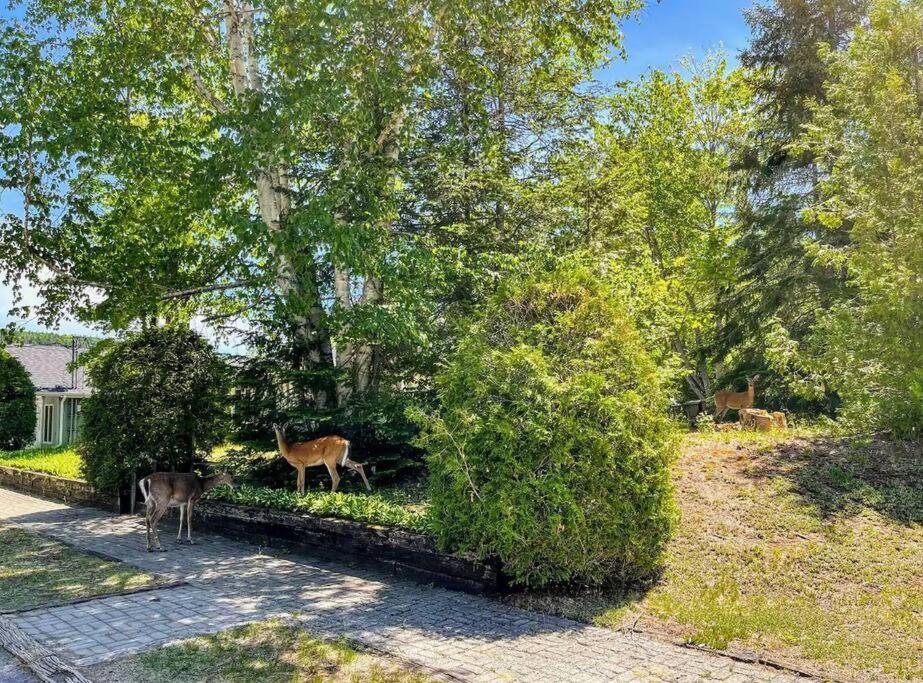 Maison Du Lac Avec Plage, Embarcations, Billard Et Spa Prive Saint-Donat-de-Montcalm Exteriér fotografie